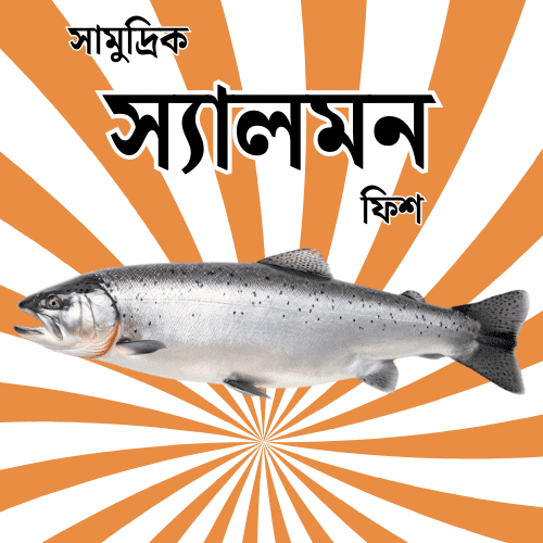 স্যালমন মাছ